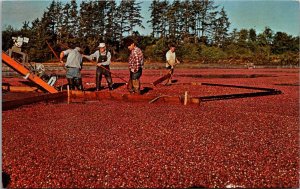 Washington Cranberry Harvest Near Long Beach 1974