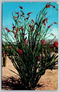 Ocotillo Desert Monkey Tail Cactus  Palm Springs California  Postcard  1962