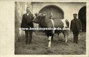 germany, DRESDEN, Proud Men with Bull Cow (1916) RPPC