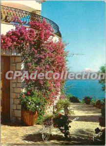 Modern Postcard Les Issambres (Var) The Bougainvillea flower