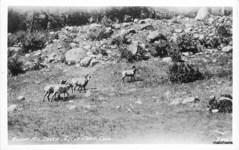 1940s Estes Park Colorado Rocky Mountain Sheep Sanborn RPPC real photo 10591