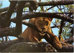 Lion in a Tree Kenya, East Africa pm 1985