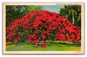 Poinciana Tree In Bloom Hawaii HI UNP Linen Postcard J19