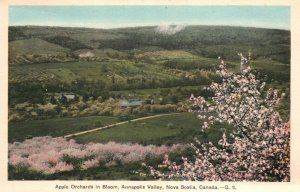 Vintage Postcard Apple Orchards In Bloom Annapolis Valley Nova Scotia Canada