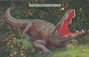 Florida A Hungry Alligator In The Everglades