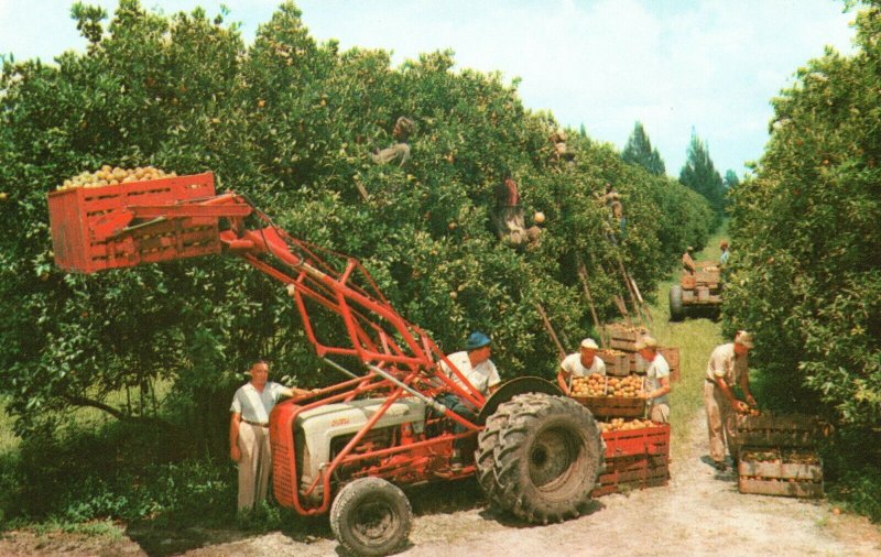 Vintage Postcard Citrus Harvest in Florida FL Photo H.W. Hannau Natural Color
