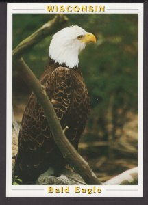 Wisconsin Our national symbol, the Bald Eagle - Cont'l