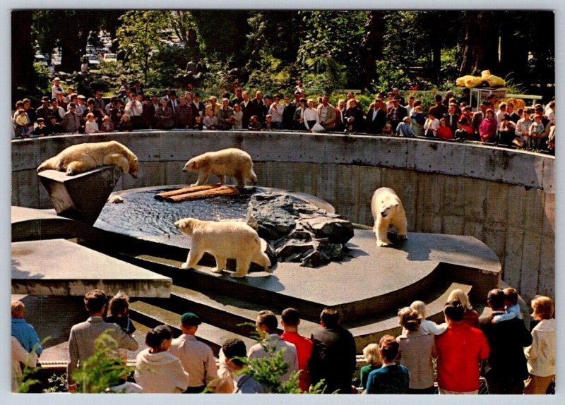 Polar Bears, Stanley Park Zoo, Vancouver, British Columbia, Chrome Postcard