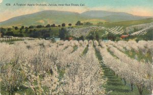 Postcard USA Typical Apple Orchard, Julian near San Diego CA scenic view