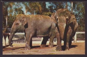 Indian Elephant,San Diego Zoo Postcard