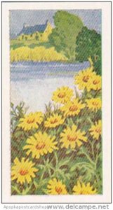 Glengettie Trade Card Wild Flowers No 17 Corn Marigold