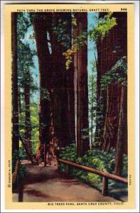 CA - Big Trees Park, Santa Cruz County