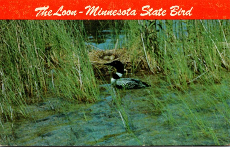 Minnesota State Bird The Loon