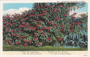 Florida Cocoa Poinsettia in Bloom 1933
