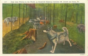 Only Lobo Wolves in the World Wolf Pack  Roosevelt Highway Kane PAj WB Postcard