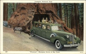 Yosemite Nat'l Park California CA Touring Car Bus Inside Tree Vintage Postcard