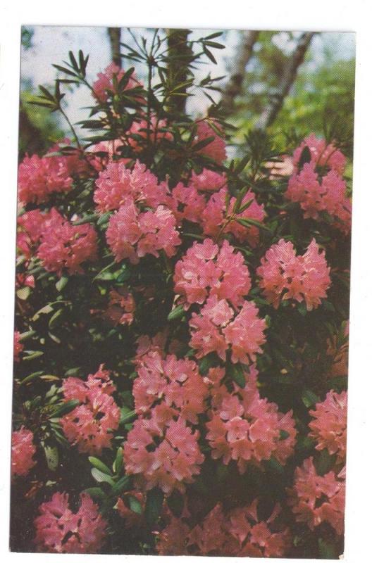 Flowers Rhododendron Mountain Laurel (2 Cards)