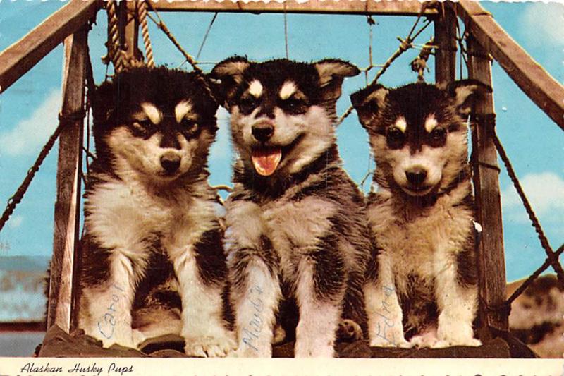 Alaskan Huskey Pups - 