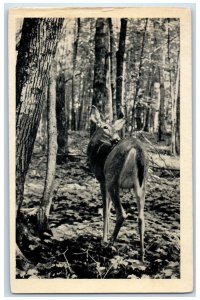c1930's Deer At The Forest Rose City Michigan MI, Animals Vintage Postcard