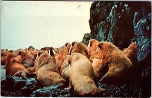 Postcard NATURE SCENE Walrus Island Alaska AK AO9539