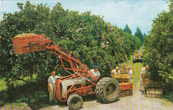 Florida Typical Citrus Harvest