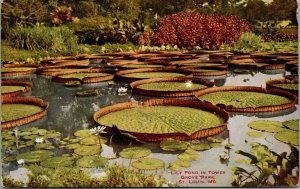 Vintage Lily Pond In Tower Grove Park St Louis Missouri MO Postcard