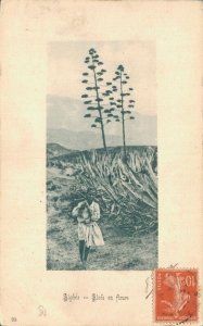 Algeria Algerie Aloës en Fleurs Vintage Postcard 07.17