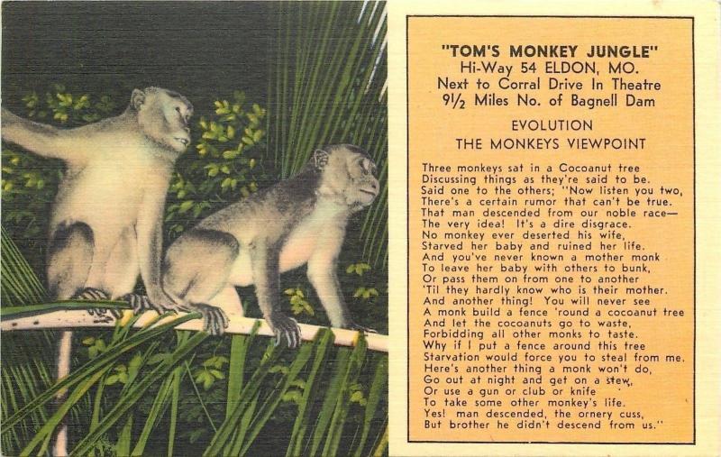 Eldon Missouri~Tom's Monkey Jungle~Evolution According Monkeys~1940s Postcard