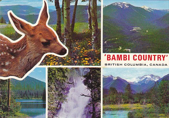 Canada Multi View Bamabi Deer Country British Columbia
