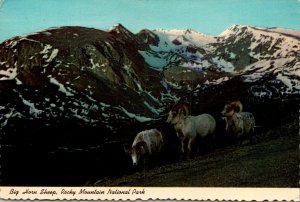 Colorado Rocky Mountain National Park Big Horn Sheep 1977