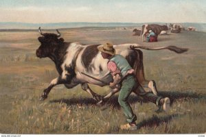Cow ; Man running with cow , 00-10s