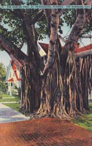 Florida Saint Petersburg The Banyon Tree 1945