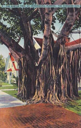 Florida Saint Petersburg The Banyon Tree 1945