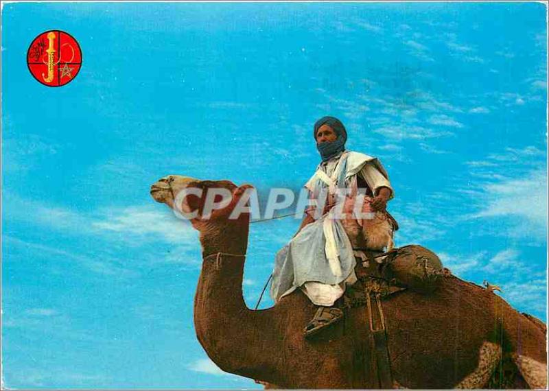 Postcard Modern Warrior of the Sahara Camel