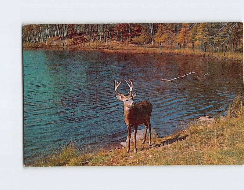 Postcard A Monarch of the Northwoods, Greetings From Alpena, Michigan