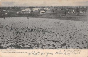 Sydney Australia Sheep Farm Vintage Postcard AA41243