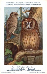 Bird Art - OWL Belgian Museum Issued Hub Dupond c1915 Postcard #73