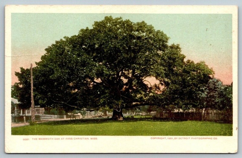 The Mammoth Oak at Pass Christian  Mississippi    Postcard  1901