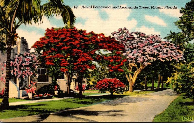 Florida Miami Royal Poinciana and Jacaranda Trees 1948