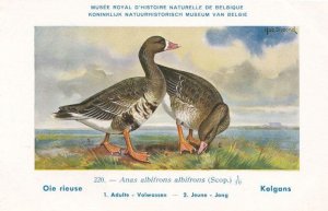 Greater White Fronted Goose Anser Albifrons Bird Antique Rare Postcard