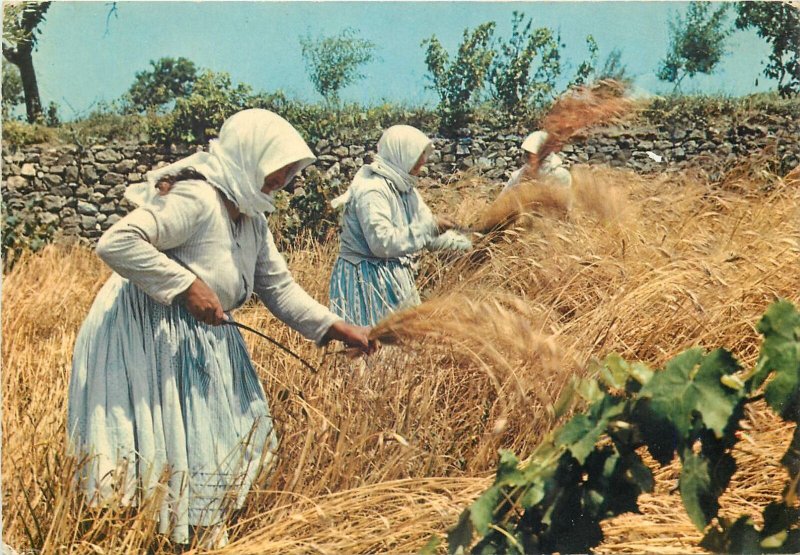 Postcard Greece ethnic types & scenes reaping the wheat rural life