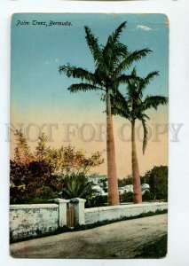 3090291 BERMUDA Palm Trees Vintage RPPC