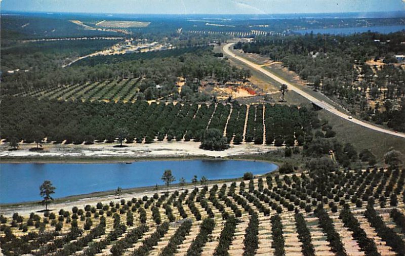 Citris Groves as Seen From Citris Tower Florida Citrus 1977 