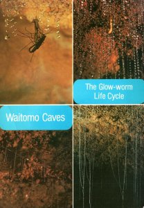 THE LIFE CYCLE OF THE GLOW-WORM WAITOMO CAVES NEW ZEALAND FRESH CONTINENTAL SIZE