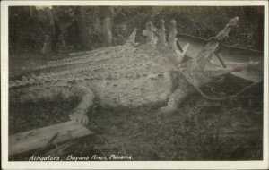 Bayano River Panama Dead Alligators Hunting c1920 Real Photo Postcard #2