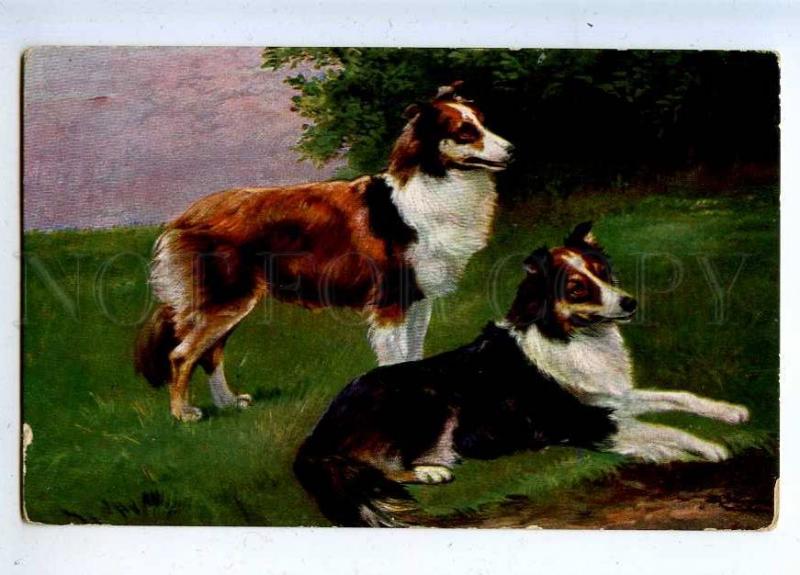 206741 HUNT Dog COLLIE by SCHONIAN vintage color TSN #537 PC