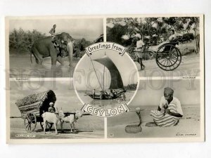 3078940 Ceylon Elephant Rickshaw Bullock Cart Snake Charmer Old