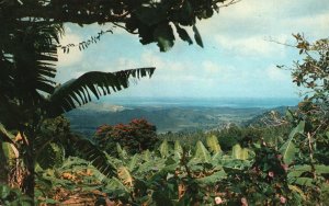 Postcard View From Tropical Rain Forest Scarlet Flowers African Tulip El Yunque