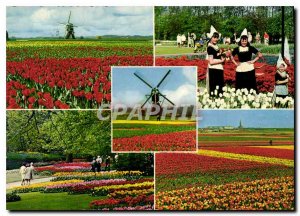 Modern Postcard The Holland Flowers of Adornment