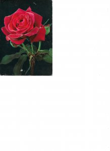 Beautiful roses Very nice lot of five (5) modern photo postcards 1970s